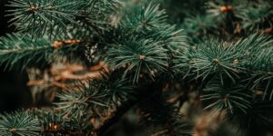 christmas-tree-up-close-irina-iriser-pexels