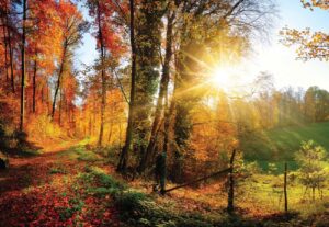 sunrise-in-autumn-forest-i81674